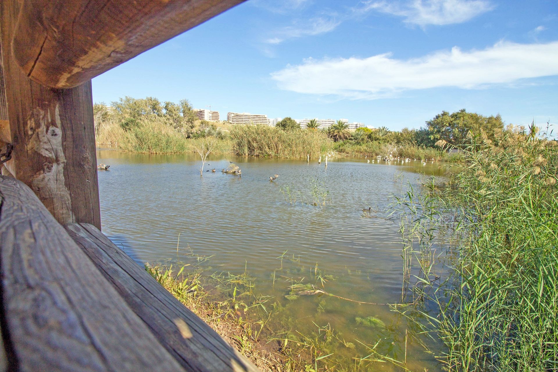 Casa Jardin Salamandra, Gran Alacant — fotografía 68