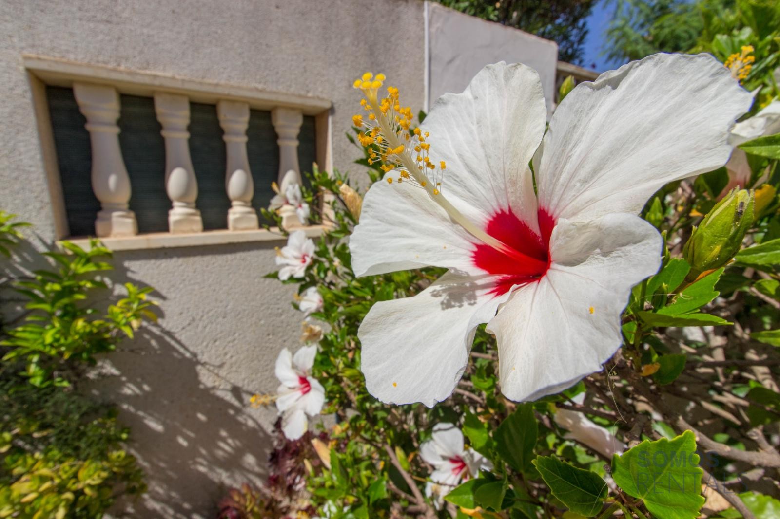 Villa Pedro, Urb La Marina — photographie 32